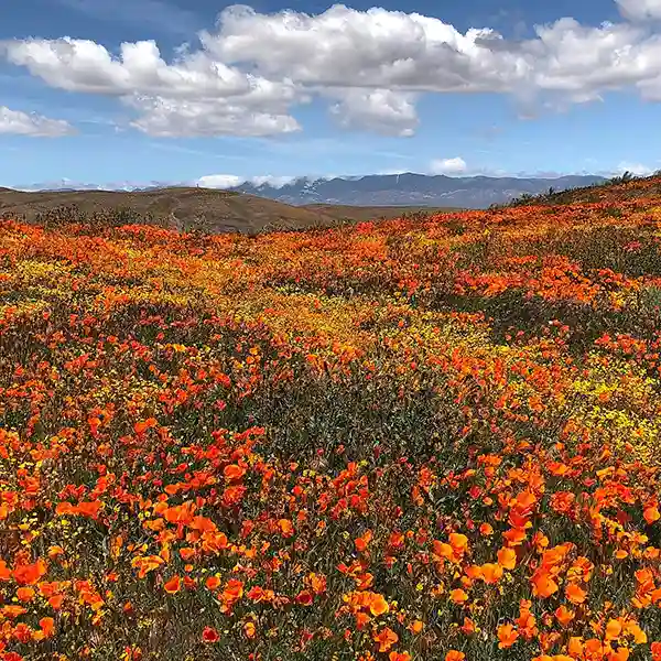 Antelope Valley Poppy Reserve, California