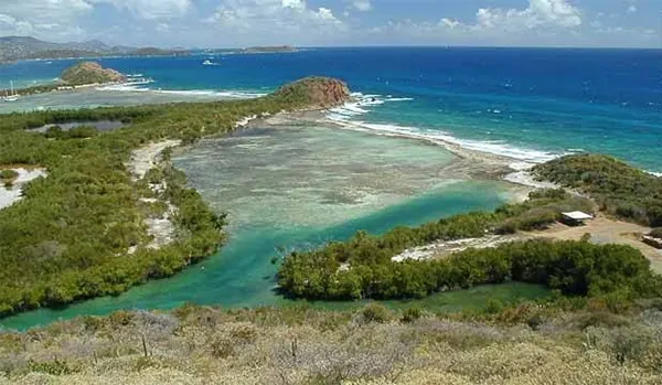 Kayak through Mangrove Lagoons