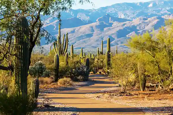 Saguaro National Park, Arizona