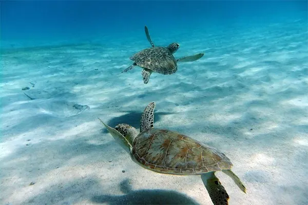 Turtle Cove