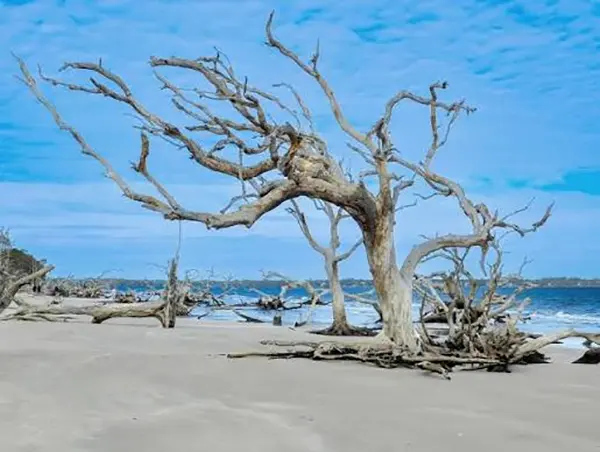 Driftwood Beach